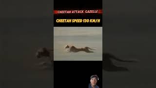 Cheetah's top speed 😲😲 #animals #cheetah #wildanimals #shorts