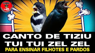 Canto de Tiziu Tui Tui Zel Zel. Para ensinar filhotes e pardos