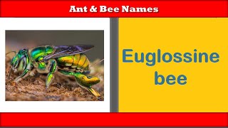 Ants and Bees || Different types of Ants and Bees,#ants ,#bees