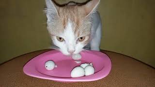 Si Oyen Makan Telur Puyuh!