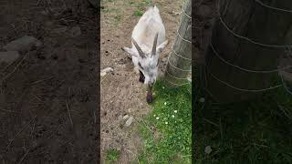 Little Sweet Goat ❤️❤️❤️ #shorts #goat #animals #loveanimals