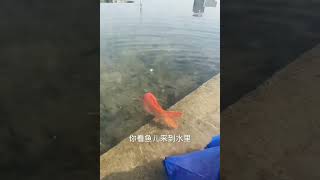 Release a huge koi fish to the bigger pond ! #fishdiary #fishlover #fishtour #shorts