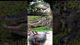 American Alligator  The Menacing Predator  #shorts