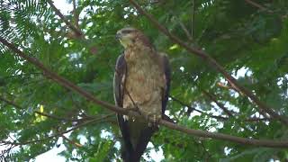 Oriental Honey Buzzard poop and fly off