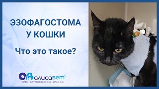 Про эзофагостому кошек