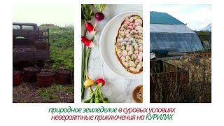 271.Пробуем что-то вырастить на Курилах, часть 1