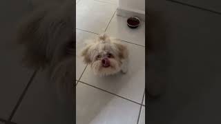 Un Shih Tzu QUE HABLA ??