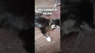 СМЕШНЫЕ ЖИВОТНЫЕ #shorts #shorts youtube 2021 #cat #котик #кот