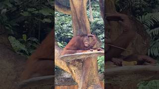 Main ke Taman Safari Bogor [4] #tamansafari #tamansafaribogor #reels #shorts