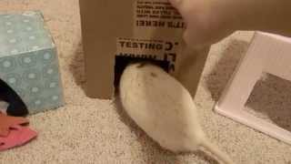 homemade rat toys