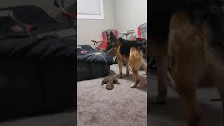 Playing Hide and Seek with my German Shepherd