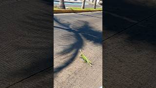 Paseando por el malecón y me encuentro a una iguana 🦎 #moto #moteros #adventuremotorcycle #iguana