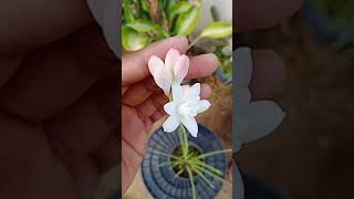 Tuberose