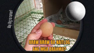 GAANO KADALAS UMITLOG ANG INYONG MGA BRAHMA??