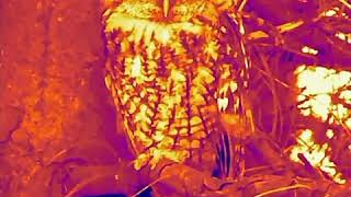 Tawny Owl 🦉 thermal imaging