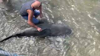 Meeting a Bull Shark in Sebastian, Florida!