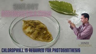 Chlorophyll is required for photosynthesis | Iodine test on Starch | Biology STD 10Practical