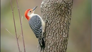 Red Headed Woodpecker's Beak Too Sharp