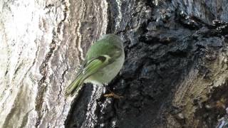 Golden-crowned Kinglet