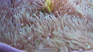 White Star Polyps   ReefShare