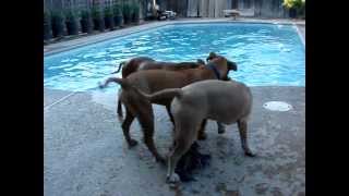 Dog swims for ball