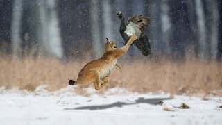 Unbelievable - Lynx Hunting Bird