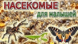 Насекомые для детей 🐝 Учим насекомых 🐞 Насекомые мультик 🐜 Насекомые звуки 🕷 Развивающие мультики