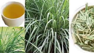 Lemon grass plant full information