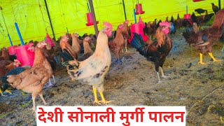 Sonali Murgi Palan / Desi Murga Palan #desipoultryfarming #sonalimurgipalan #poultryfarming