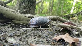 Jacked turtle