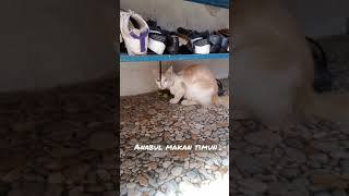 #Short || Kucing vegetarian makan timun || anabul kucing aneh