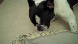 French bulldog, Duffer, makes sweet love to his bed