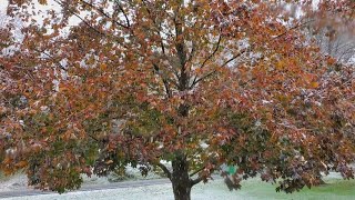 1st Snow Hopewell Junction, NY October 30, 2020