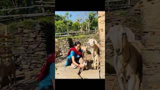 गाँव की सुबह । village life #minivlog #shorts @bishtbhandarivlogs9860