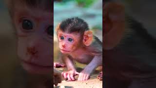 Ep241. Cute Monkey Goes Bananas in Adorable Viral Video!