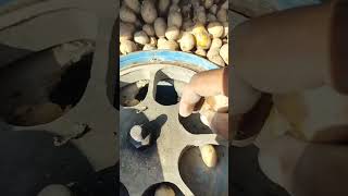 Potato cultivation #Shorts