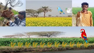 Fertilizer|vlog| village #villagelife #vlogger #viral #vlogs #technology #tech #beauty