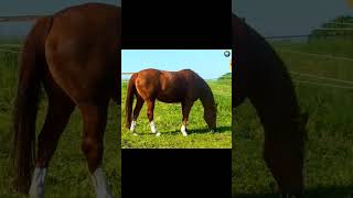 Cute Horse | Sound Animals #shorts #wildlife #horse