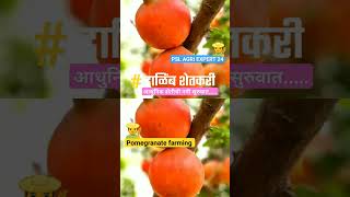 Pomegranate farming ......                       #sheti #farming #reel #kisan #banana #npk #bjp