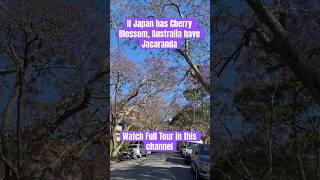 #jacaranda #spring #sydney #australia #operahouse #harbourbridge #bondibeach #tarongazoo #cronolla