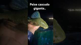 Capturei peixe cascudo gigante.. #pescaria #pesca #pescador #fishing #shortsviral #humor