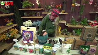 How To Plant Your Bagged Dormant / Bare Root Roses Like A Pro! Garden Class // Green Thumb Nursery