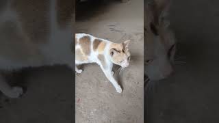 Cat At Door! #trending #shorts #pets #pet #cat #cats #bangladesh