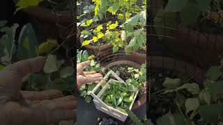 Massive harvesting of broad beans from terrace garden #harvesting #wintergarden #wintervegetable