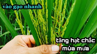 OM5451 Lúa trổ đều phun thuốc gì? Để tăng hạt chắc trên bông Thanhdotv