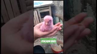 Penghuni Baru Anak Ayam Warna-warni #ayam #anakayam #ayamwarnawarni #shorts #kebun