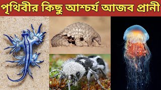 আজব দর্শনধারী কয়েকটি প্রাণী সম্পর্কে জেনে নিন | Learn About Some of The Strangest Animals |