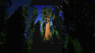 These trees are massive!!😱