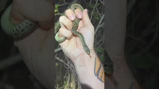 Doesn’t have to be rare to be beautiful!  Lovely little garter snake.