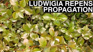 How to Propagate Ludwigia Repens | Cheap, Quick, and Easy!!!